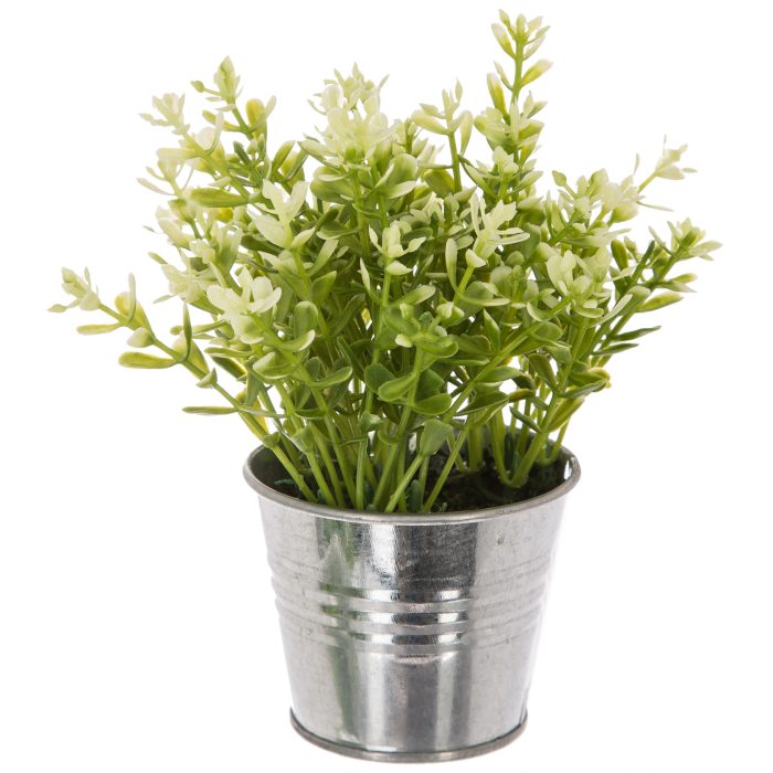 Plant in tinnenpot 17cm