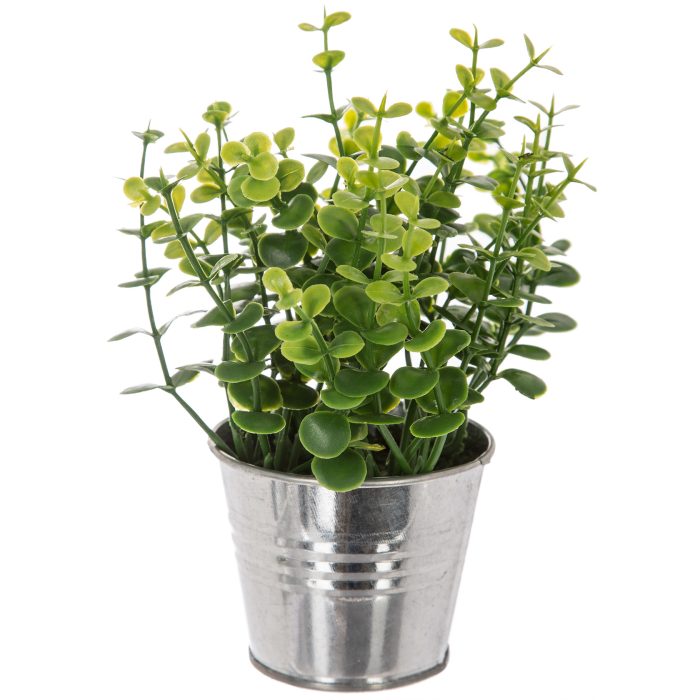 Plant in tinnenpot 17cm